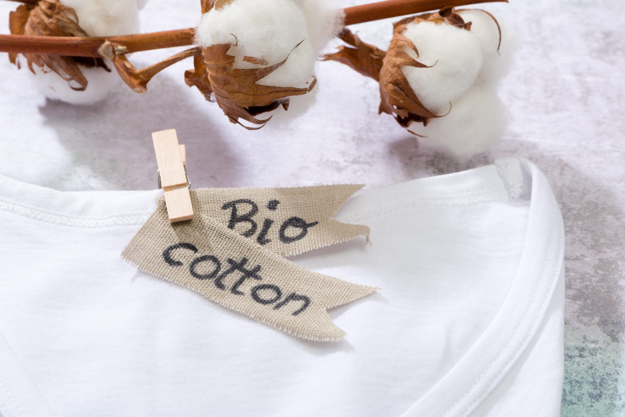 T-shirt and branch with cotton blossoms, showing use of natural fabrics